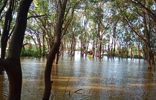 Kayaking forest